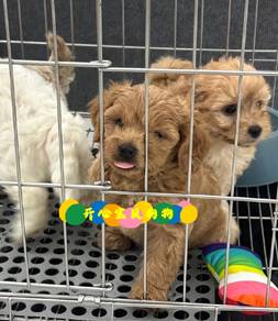 Shihpoo (M/F)