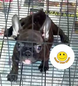 W100 French Bulldog puppies