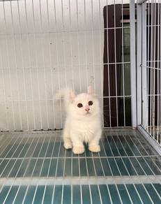 White Napoleon kitten