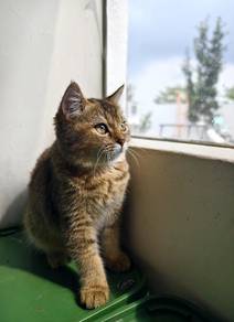 Bsh Golden Black Cute kitten kucing bulat