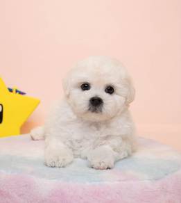 Poodle