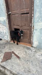 kambing phymy