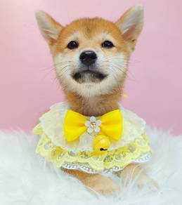 Shiba Inu