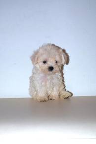 B43 Cute Maltipoo Puppy