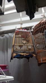 candik untuk dijual