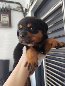 Rottweiler female puppy