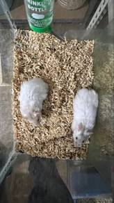Hamster Syrian