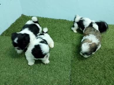 Shih tzu Tiny Size Short Leg Puppies 