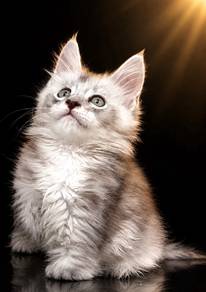 Maine Coon