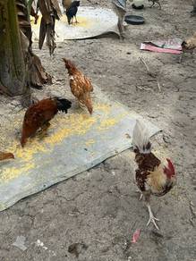 Ayam Kampung Ori (500 Ekor) – (Boleh Nego)