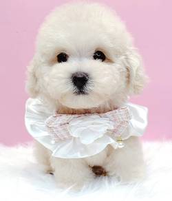 Poochon