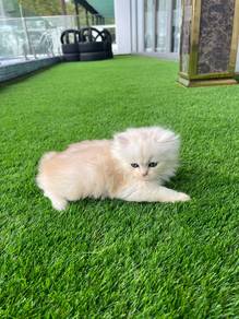 BLH Cream Golden Kitten