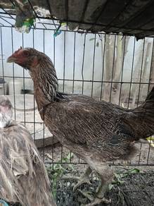 IBU AYAM BAUK BAUT 2KILO LEBIh