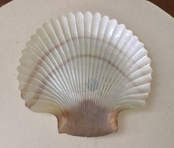 SSF colours scalloped plate