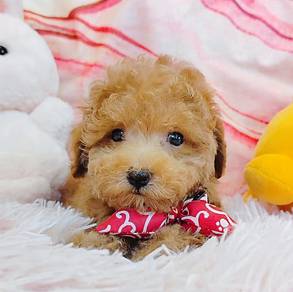 Poodle