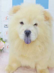 Chow Chow