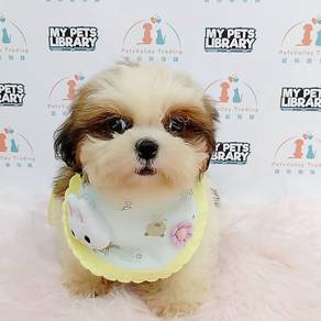 Shih Tzu