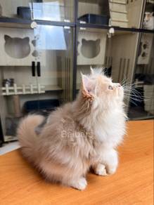 persian (DLH)