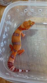Leopard Gecko