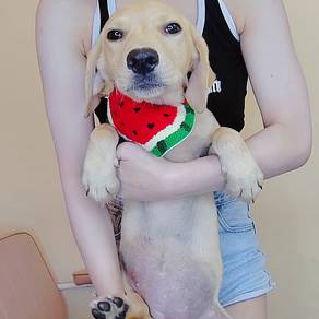 Labrador Retriever