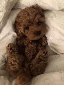 Obedient Maltipoo Maltese mix Poodle mix Short Leg