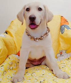 Labrador