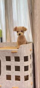 tiny toy poodle