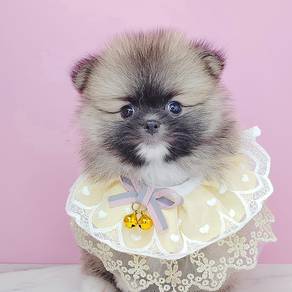 Mini Pomeranian