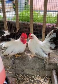 Ayam Japanese Bantam Blacktail