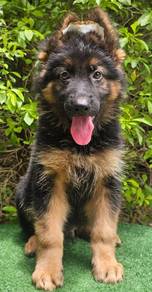 GERMAN SHEPHERD PUPPIES GSD221 🐻 Good structure
