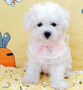 Bichon