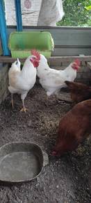 Ayam penelor LB