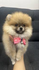 Female Pomeranian Puppy F-385