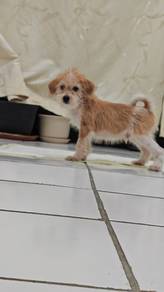 Puppy to adopt with fee