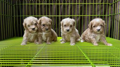 Maltipoo
