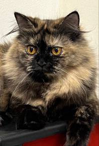Kucing parsi mix mainecoon