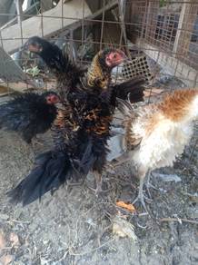 Ayam Bulu Balik dan Ayam Kampung