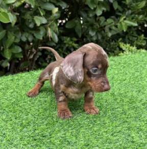 MINIATURE DACHSHUND Puppies VIP27🐻 Male~Female