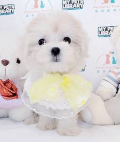 Maltese