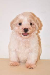 f27  Cute Maltipoo Dog