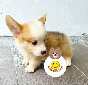 GG10099 Welsh Corgi brown & white haired pup