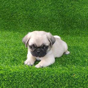 pug puppy&&