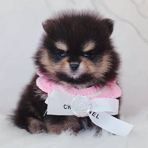 Pomeranian