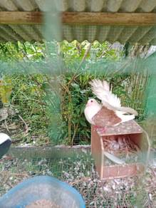 merpati merak