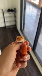 sunglow variant (leopard gecko