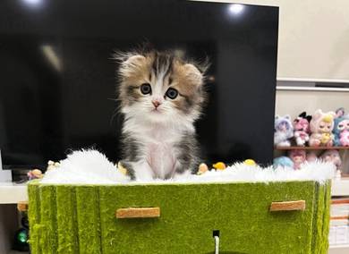 Ragdoll x Scottish Fold