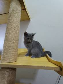 British shorthair kitten