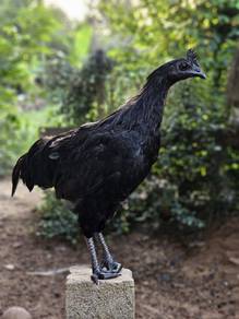 Ayam cemani / hitam