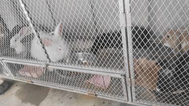 rabbits for sale fast
