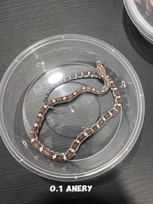 corn snake (anery morph)